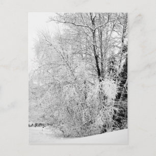 Winterweiße Postkarte