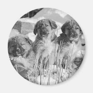 Winterwelpen Magnet