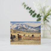 Winterwind Postkarte (Stehend Vorderseite)
