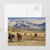 Winterwind Postkarte (Vorne/Hinten)