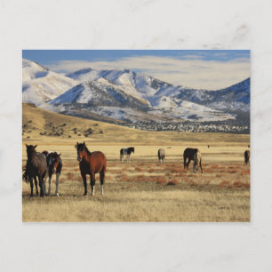 Winterwind Postkarte
