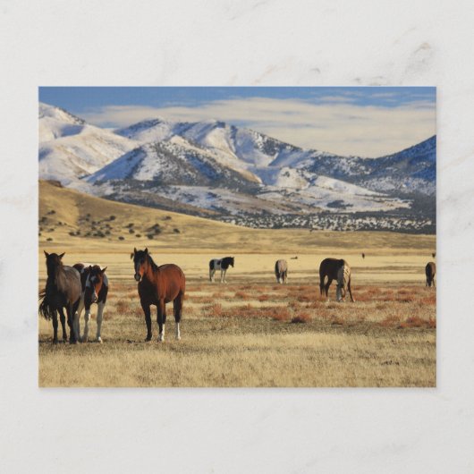 Winterwind Postkarte (Vorderseite)