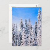 Winterwunder Pinienbäume im Schnee Postkarte (Vorne/Hinten)
