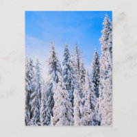 Winterwunder Pinienbäume im Schnee