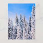 Winterwunder Pinienbäume im Schnee Postkarte (Vorderseite)