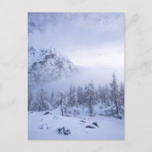 Winterwunderland, Nebel, Fichtenwald und Berge Postkarte