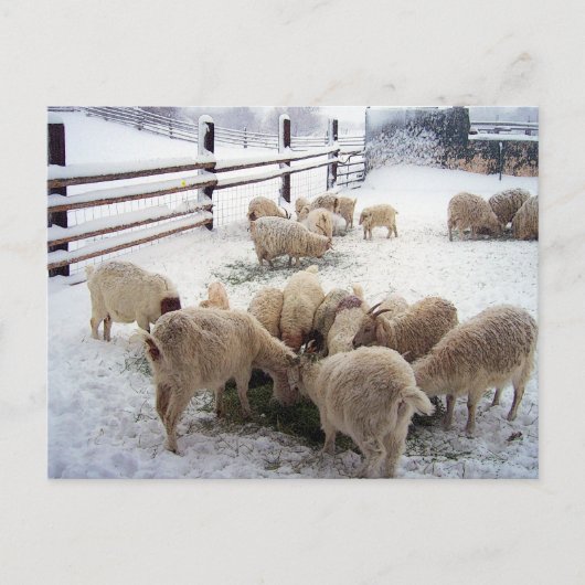 Winterzeit für Ziegen Postkarte (Vorderseite)