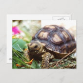 winzig postkarte (Vorne/Hinten)