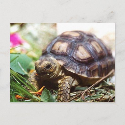 winzig postkarte (Vorderseite)