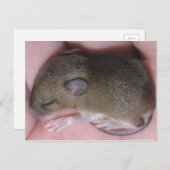 Winzige Babymäuse mit Niedlichen Ohrschläfchen, di Postkarte (Vorne/Hinten)