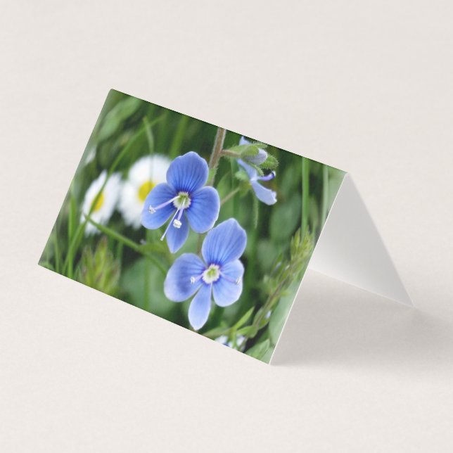 winzige blaue Blumen (Vorderseite)