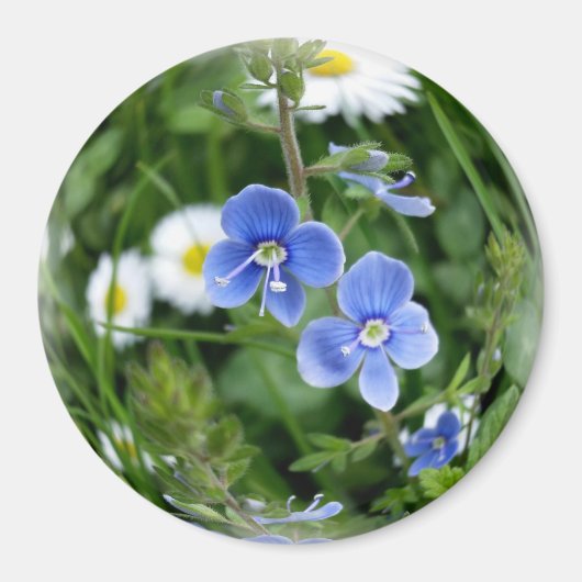 winzige blaue Blumen Magnet (Vorne)