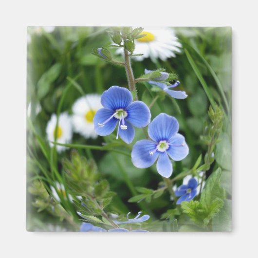 winzige blaue Blumen Magnet (Vorne)