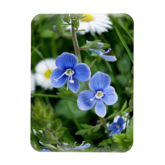 winzige blaue Blumen Magnet (Vertikal)