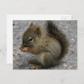 winzige Eichhörnchen in Pfoten beim Essen Postkarte (Vorne/Hinten)