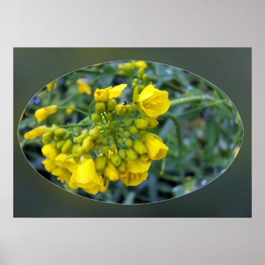Winzige gelbe Blumen Poster (Vorne)