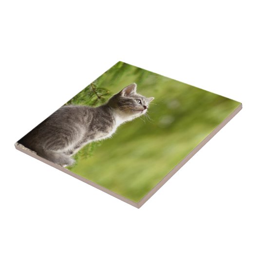 Winzige, graue und weiße Kitten Peers bis zum Himm Fliese (Seite)