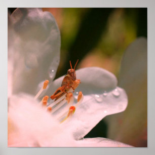Winzige Heuschrecke auf weißer Azaleenblüte Poster