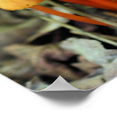 Winzige Orange Pilze Natur Poster (Ecke)