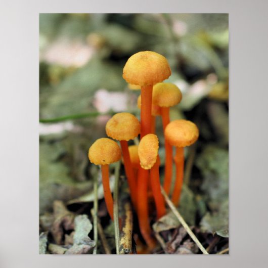Winzige Orange Pilze Natur Poster (Vorne)