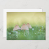 Winzige Pilze Naturfotokarte (Vorne/Hinten)