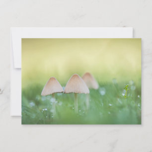Winzige Pilze Naturfotokarte