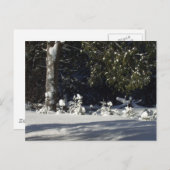 Winzige Pinienbäume im Schnee Postkarte (Vorne/Hinten)