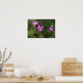 Winzige rosa wilde Blume von Herb Robert Poster (Küche)