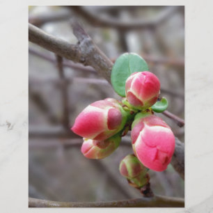 winzige rote Knospen