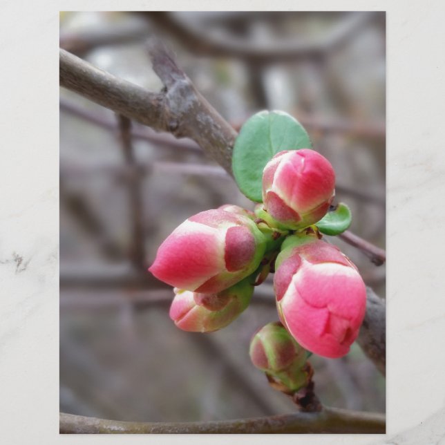 winzige rote Knospen (Vorderseite)