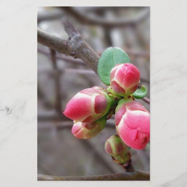 winzige rote Knospen (Vorderseite)
