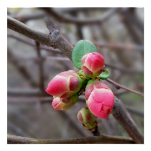 winzige rote Knospen Poster