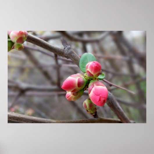 winzige rote Knospen Poster (Vorne)
