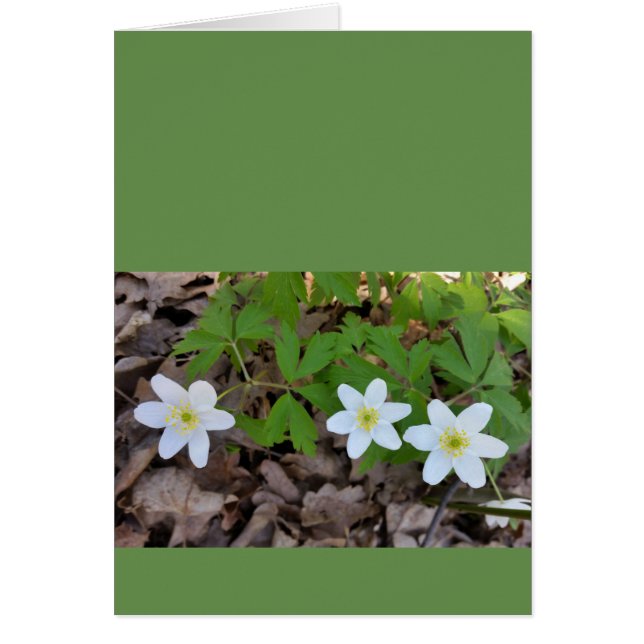 winzige weiße Blume (Vorne)