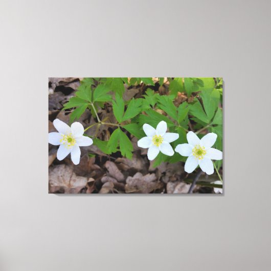 winzige weiße Blume Leinwanddruck (Vorderseite)