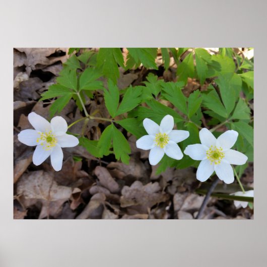 winzige weiße Blume Poster (Vorne)