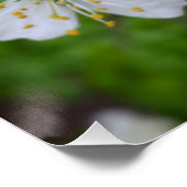 winzige weiße Blume Poster (Ecke)