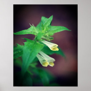 Winzige Wildblume aus Weißwald Nah bis 2 Poster