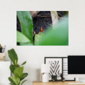 Winziger aber gefährlicher roter Teichfrosch Poster (Heimbüro)