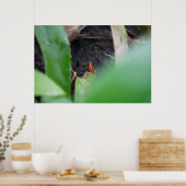 Winziger aber gefährlicher roter Teichfrosch Poster (Küche)