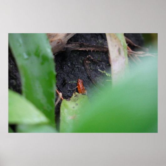 Winziger aber gefährlicher roter Teichfrosch Poster (Vorne)