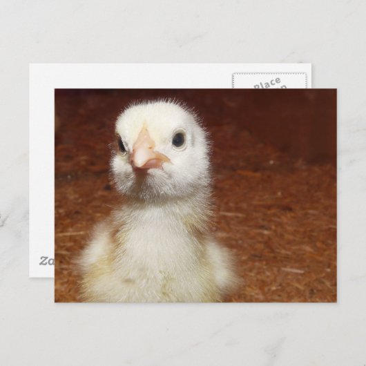Winziges altes Huhn Postkarte (Vorne/Hinten)