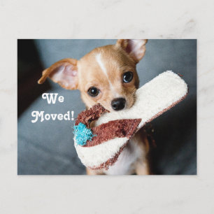 Wir bewegten Chihuahua Ankündigungspostkarte