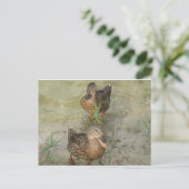 Wir schicken Ihnen eine freundschaftliche Quackkar Postkarte (Stehend Vorderseite)