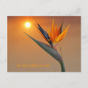 Wir sind das, was wir essen postkarte