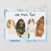 Wir vermissen dich! 4 Cavalier King Charles Postca Postkarte (Vorderseite)