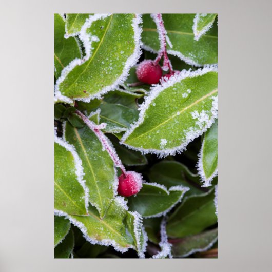 Wir, Wa, Bainbridge Island. Frühmorgenfrost Poster (Vorne)