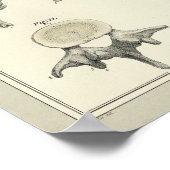 Wirbelbandanatomie Chiropraktische Printwerbung Poster (Ecke)