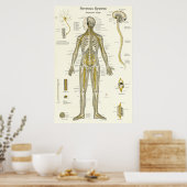 Wirbelsanatomie Chiropraktik Poster (Küche)