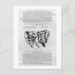 Wirbelsäule, Cocyx (b/w-Druck) Postkarte